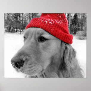 Póster Cão de Esqui