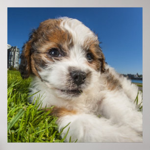 Póster Cão de filhote de cachorro bonito (Shitzu)