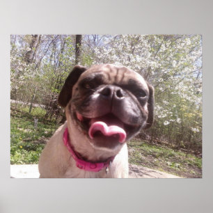 Poster Cão de Fotografia da Madre Ken Gage de Greedo