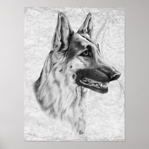 Póster Cão de german shepherd