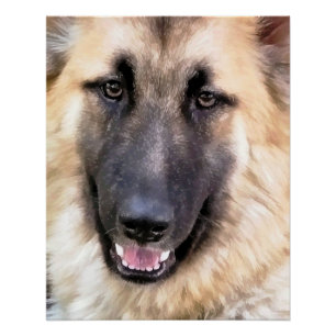 PÓSTER CÃO DE GERMAN SHEPHERD
