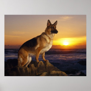 Poster Cão de german shepherd, Alsatian, no por do sol