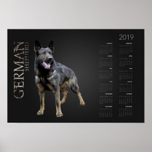 Poster Cão de german shepherd de trabalho - calendário