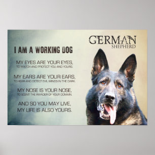 Póster Cão de german shepherd de trabalho - GSD