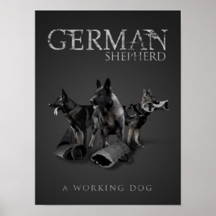 Póster Cão de German shepherd de Trabalho - GSD