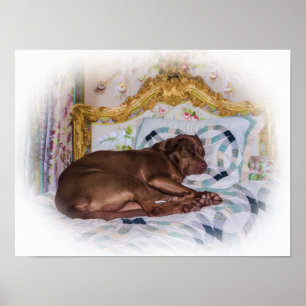 Poster Cão de labrador retriever, dormindo