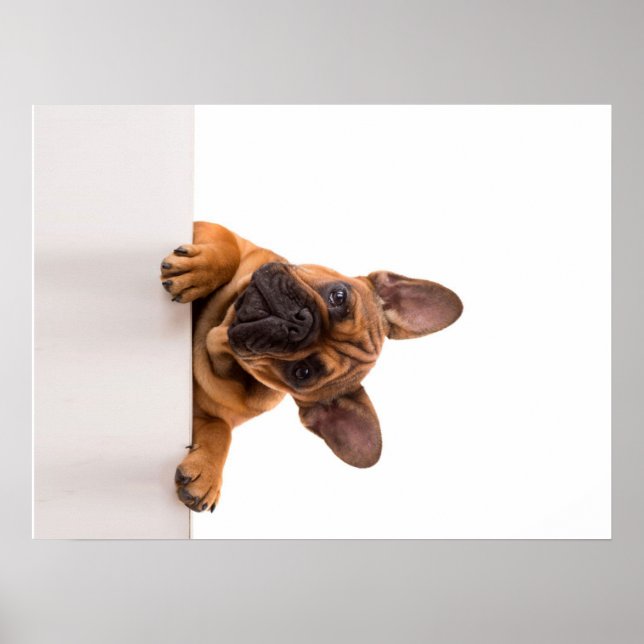 Poster Cão-de-Massa | Muito bonito, Buldogue inglês (Frente)