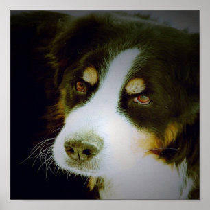 Póster Cão de Montanha Bernês