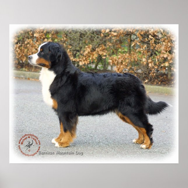 Poster Cão de Montanha Bernese 9T066D-221 (Frente)
