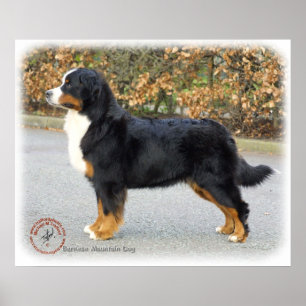 Poster Cão de montanha de Bernese 9T066D-221