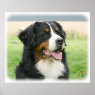 Poster Cão de montanha de Bernese 9Y066D-046