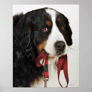 Póster Cão de montanha de Bernese (Berner Sennenhund) co