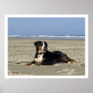 Póster Cão de montanha de Bernese em uma praia
