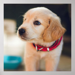 Poster Cão-de-papoila Ouro giro