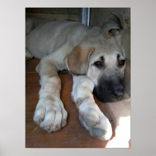 Poster Cão de pastor anatólio