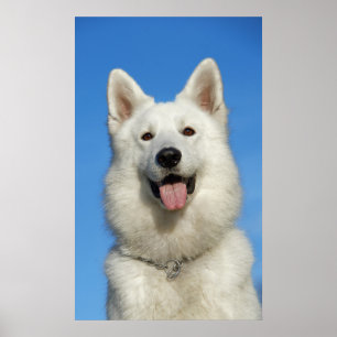 Póster Cão de pastor suíço feliz