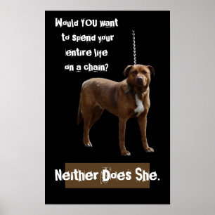 Póster Cão de Pitbull em uma corrente