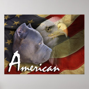 Póster Cão de Pitbull Terrier do americano, bandeira,