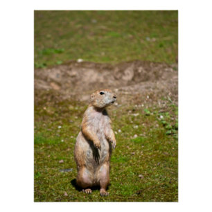 Póster Cão-de-pradaria-de-rabo-preto