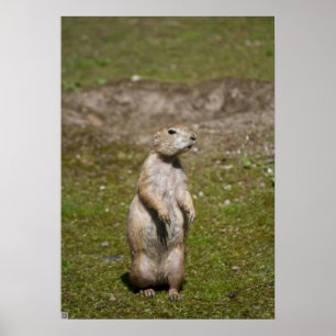 Póster Cão-de-pradaria-de-rabo-preto