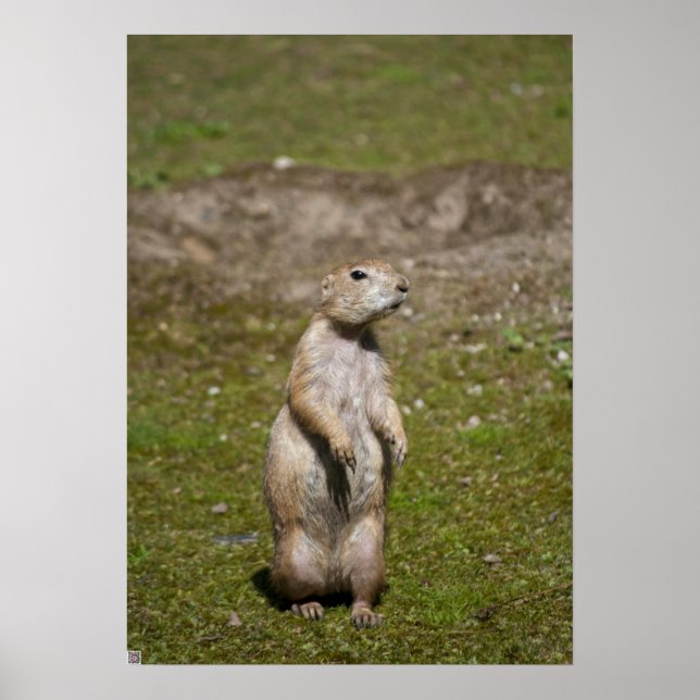 Póster Cão-de-pradaria-de-rabo-preto (Frente)