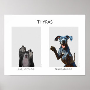 Poster Cão de raça Great Dane envelhecido personalizado