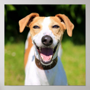 Póster Cão de riso das imagens   de Getty