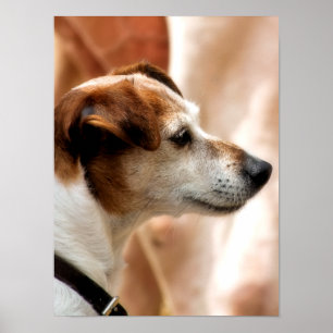 POSTER CÃO DE RUSSELL TERRIER DO JAQUE