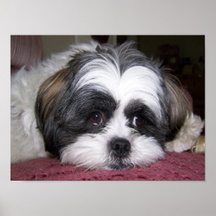 Póster Cão de Shih Tzu