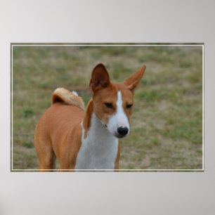 Poster Cão de surpresa de Basenji