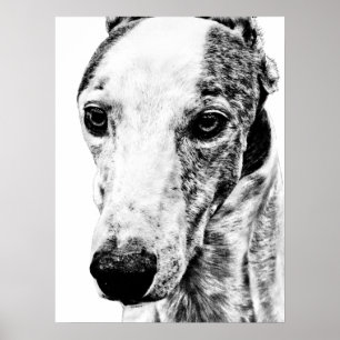 Poster Cão de Whippet