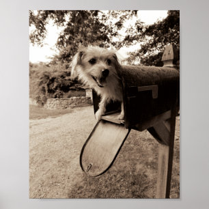 Poster Cão dentro de uma caixa postal