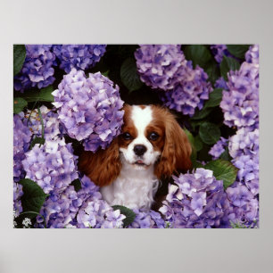 Póster Cão descuidado do Spaniel de rei Charles