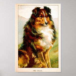 Póster Cão do Collie do vintage