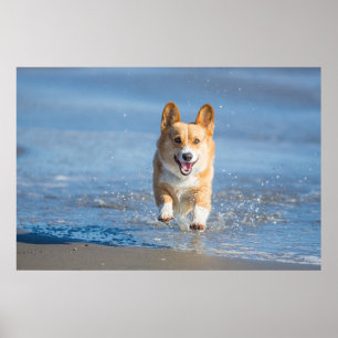 Poster Cão do Corgi de Galês do Pembroke que funciona n
