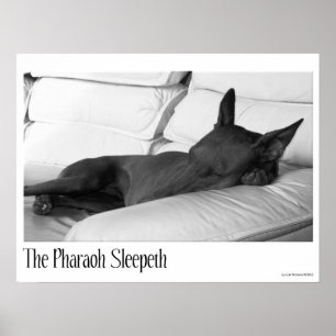 Poster Cão   do faraó o Pharoah Sleepeth