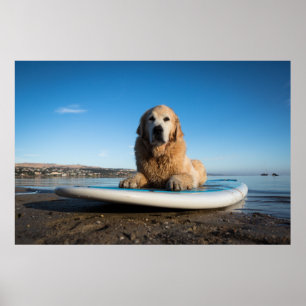 Poster Cão do golden retriever que coloca em um conselho