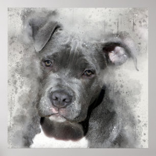 Póster Cão do pitbull da pintura da aguarela do efeito d