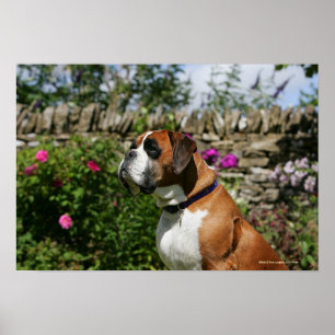 Poster Cão do pugilista nas flores