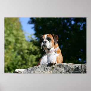Póster Cão do pugilista que coloca em uma rocha