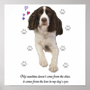 Poster Cão do Spaniel de Springer inglês
