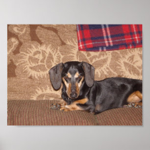 Póster Cão do Wiener de Oscar