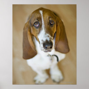 Póster Cão doce do Bassett