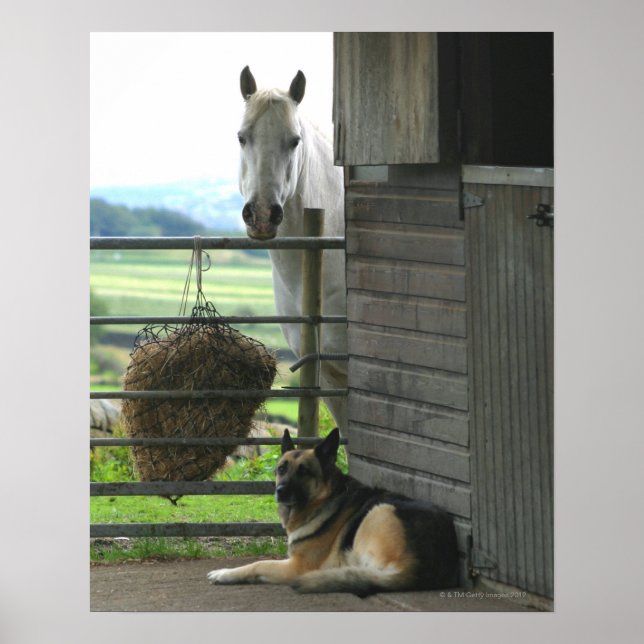 Poster Cão e cavalo num rancho em Menton, França (Frente)