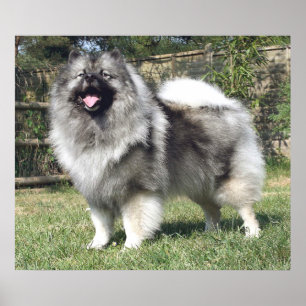 Poster Cão ereto do Keeshond