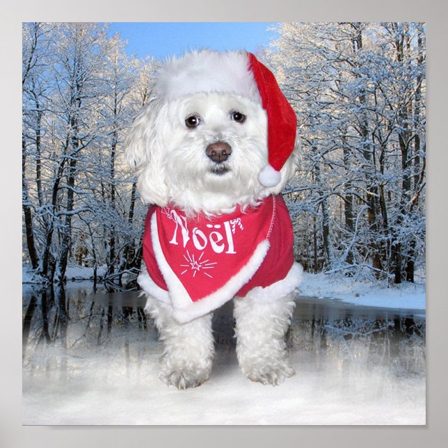 Poster Cão Frise de Natal Bichon (Frente)