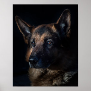 Poster cão german shepherd