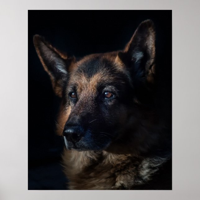 Poster cão german shepherd (Frente)