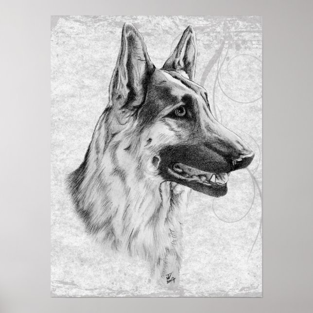 Póster Cão german shepherd (Frente)