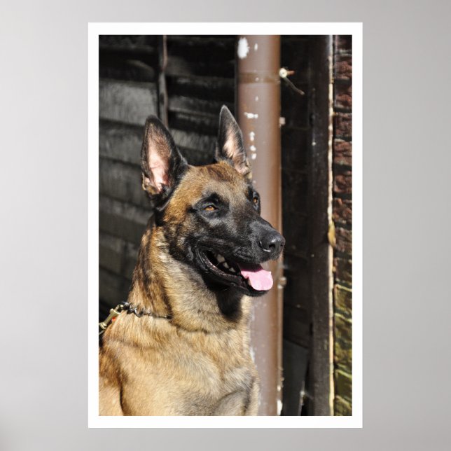 Póster Cão Guarda belga Malinois (Frente)